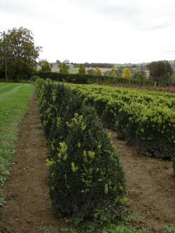 Buxus sempervierens pyramides 100/120, 120/140 with bale