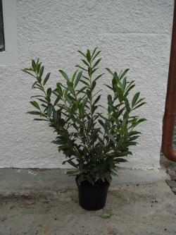 Prunus laurocerasus caucasica 80/100 with bale, container 12 litres