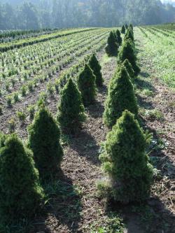 Picea glauca conica 50/60, 60/80 with bale, container 10/12 litres