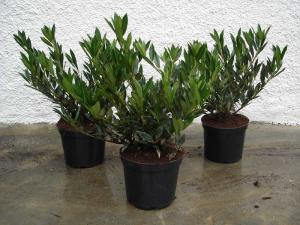 Prunus laurocerasus ottolyken 40/50 with bale, container 7,5 litres