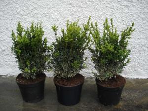 Buxus sempervierens Hecke 30/40, 40/50 mB Co. 7,5l / 10l