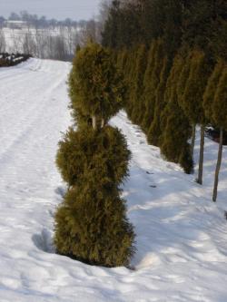 Thuja Smaragd Stamm mit 3 Kugeln 200 cm