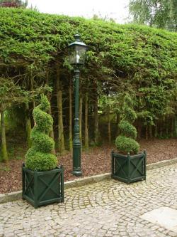 Buxus sempervierens helix, 150 centimetres