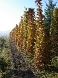 Carpinus betulus, 360 centimetres