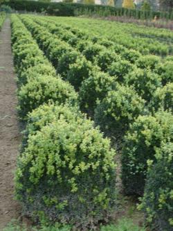 Buxus sempervierens Kugel 60/70, 70/80 mB, Co. 30l, 35l 