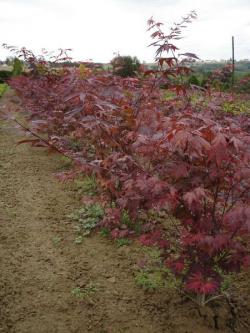 Acer palmatum atropurpureum 80/100, 100/125 with bale, container 10 litres, 12 litres