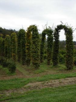 Carpinus betulus arch