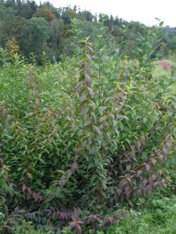 Deutzia scabra pride of rochess 100/125 , with bale, container 15 litres