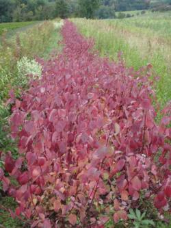 Cornus alba sibirica 80/100, container  10 litres