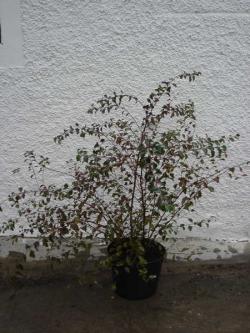 Spirea vanhouttei 80/100, Co.10l