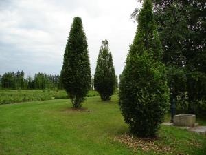 Carpinus betulus fastigiata, 360 cm, formiert