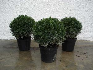 Buxus sempervierens Kugel formiert 30/40, 40/50 Co. 10l