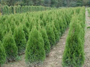 Thuja Smaragd 100/125 mB