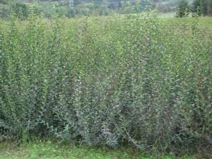 Ligustrum atrovierens 100/125, 125/150 with bales, container 10 litres, 12 litres