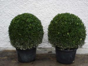 Buxus sempervierens Kugeln, 60/80 mB, Co. 30l