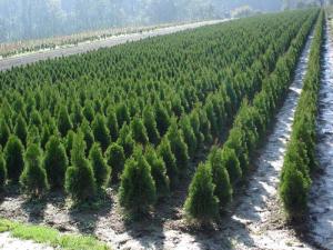 Thuja smaragd 60/80, 80/100 with bale