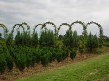 Carpinus betulus arch, 320 centimetres