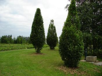 Carpinus betulus fastigiata, 360 centimetres, formed up